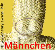 maennchencols2.png