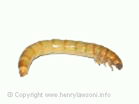 mehlwurm.gif